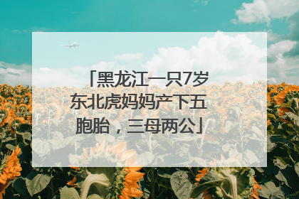 黑龙江一只7岁东北虎妈妈产下五胞胎，三母两公